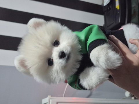 Pomeranian boo show kalite erkek yavru