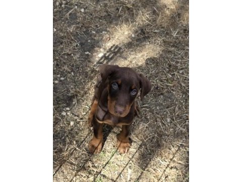 A+ kalite yavru dobermanlar