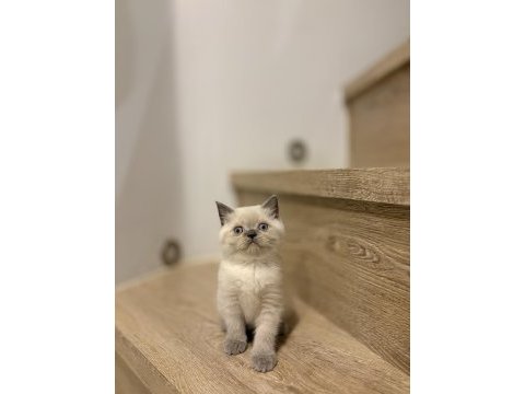 Brıtısh shorthair blue point yavrularım 