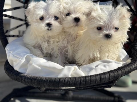 Petmode köpek çiftliğinden kore kan maltese
