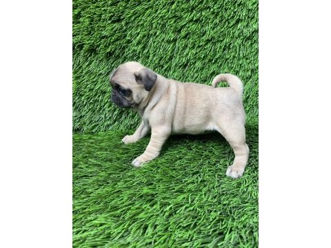 Pug mops muhteşem güzeller