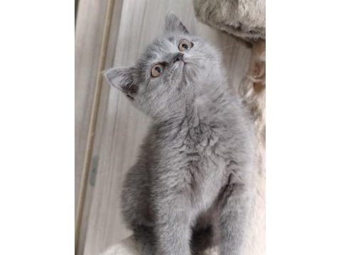 Acil sahiplendirilecektir 2 aylık eğitimli british shorthair
