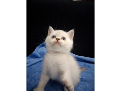 Blue point british shorthair