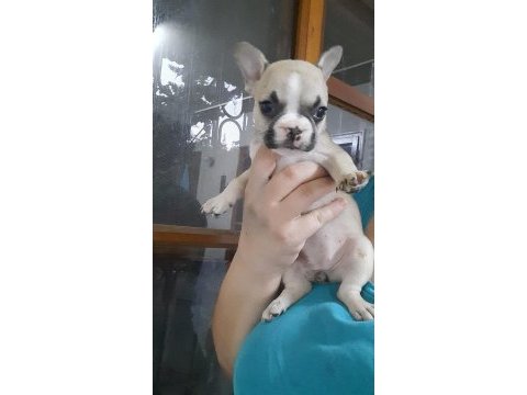 French bulldog dişi yavrular