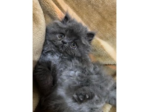 Safkan iran persian erkek