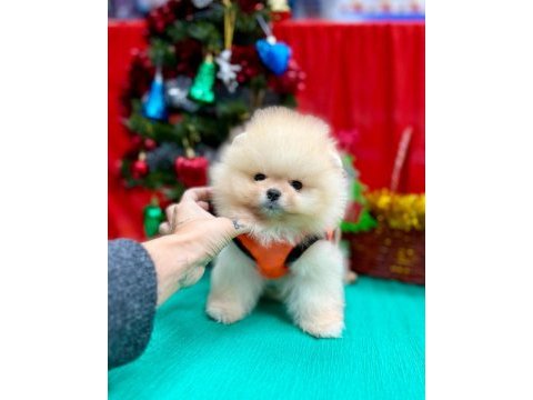 Pomeranian teddy face yavru köpekler