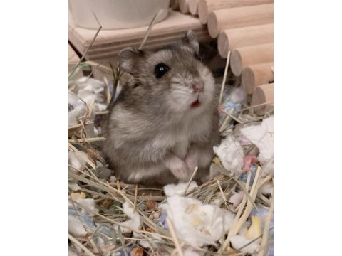 Gonzales hamster yavrular heryere gönderim