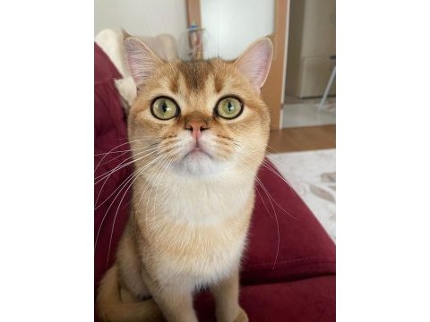 British shorthair golden