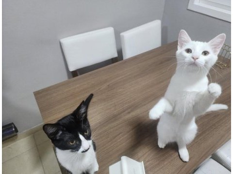 Kedimiz leo ailesini arıyor