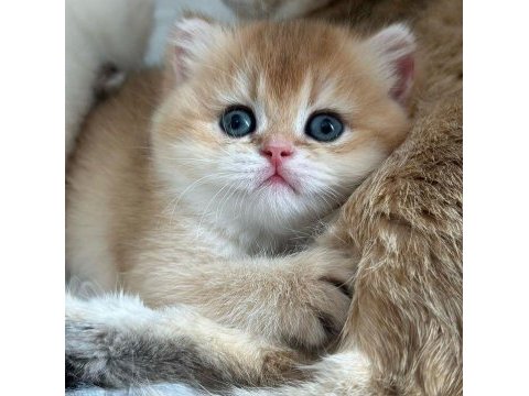 Safkan şecereli golden ny25 british shorthair