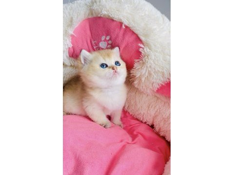 Değerinin altında show kalite golden british shorthair