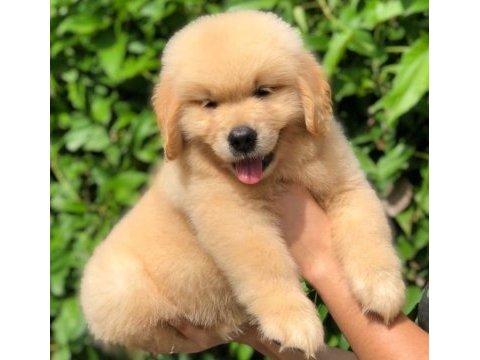 Golden retriever puppies