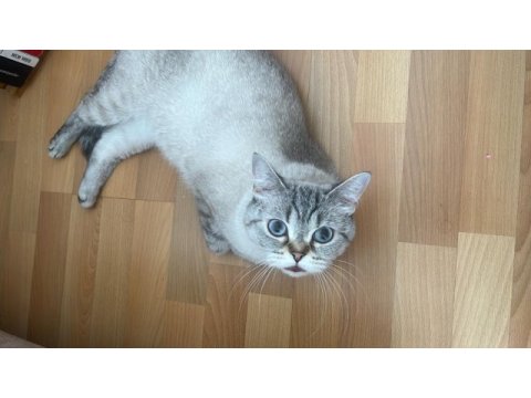 Kedimiz fırfır yuva arıyor
