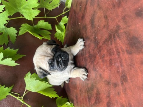 Hamburger surat pug mobs bebeklerimiz