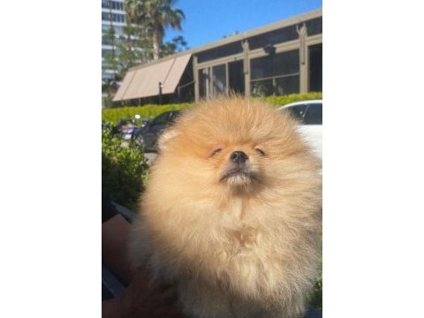 Pomeranian boo yavrularımız