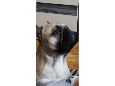Fcı/kıf a şecere belgeli show class erkek french bulldog