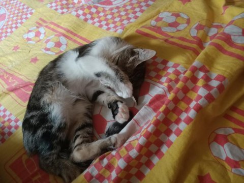 Acil kedi