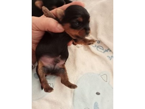 Orjinal 2 erkek yorkshire terrier