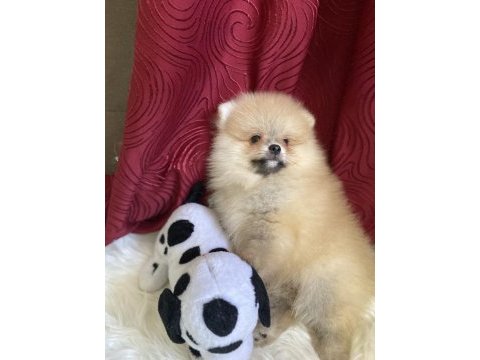 Yakışıklı bir erkek pomeranian
