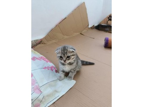 Neşe kaynağı oyuncu scottish fold yavru kedimiz