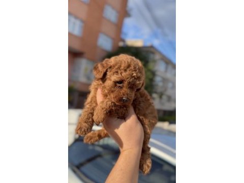 Orijinal kan poodle bebekler