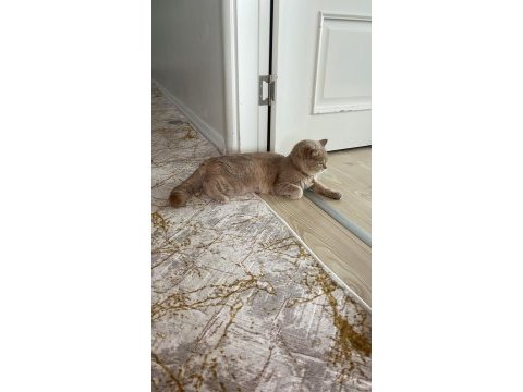 2. yaşında ücretsiz dişi british shorthair acil