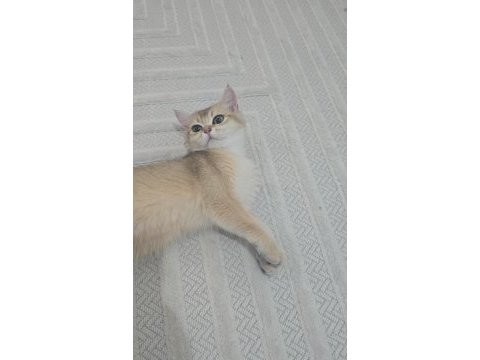 Güzel british shorthair kızım