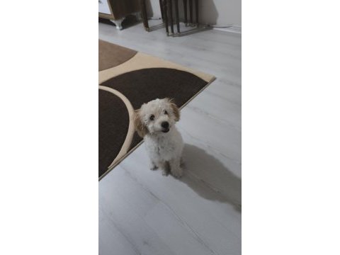 Sevimli mid poodle