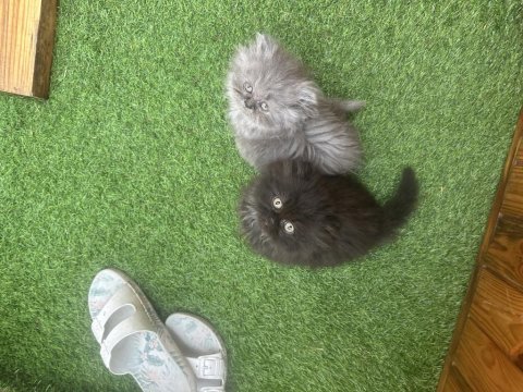 Exotic longhair yavrular 2 aylık