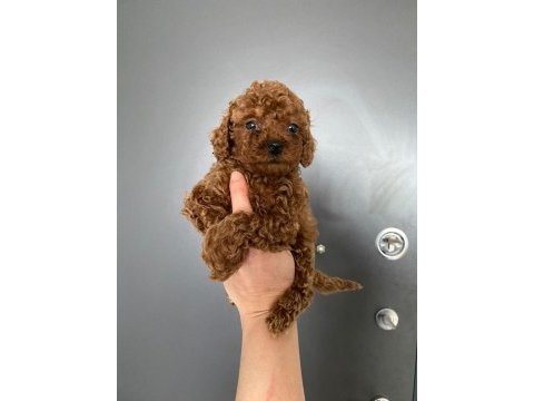 Toy poodle yavrularim orijinal