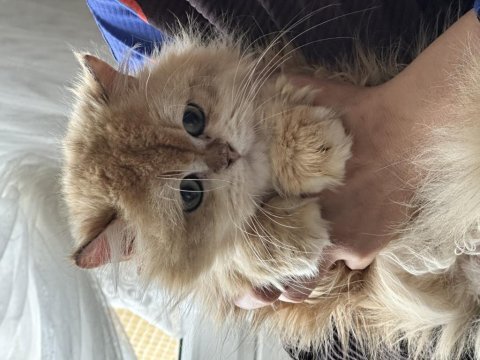 British shorthair golden bebekler ciddi kişiler