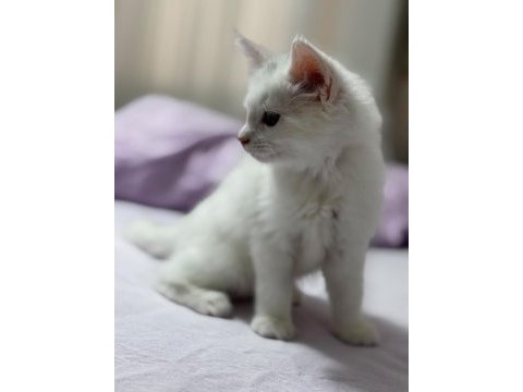 Beyaz prenses maine coon