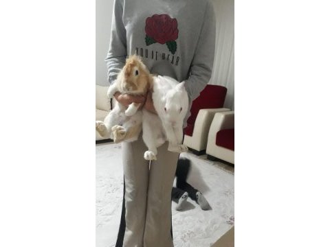 Her şeyiyle sahiplendirelecektir 3 yavru anne baba tavşan