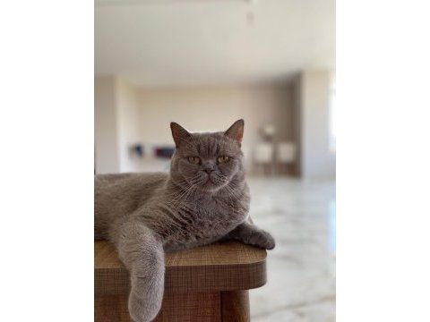 Çok tatlı bir british longhair