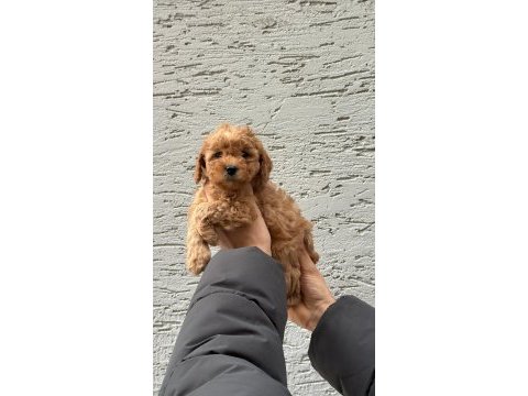 Sevimli ve safkan poodle yavrular