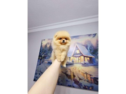 Pomeranian boo 0 burun orange dişi