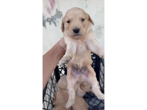 Golden retriever köpeği yavrularımız