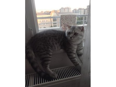 Uyumlu oyuncu kedimiz