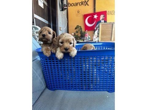 Maltipoo yavruları