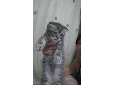 Scottish fold bebiş kediler
