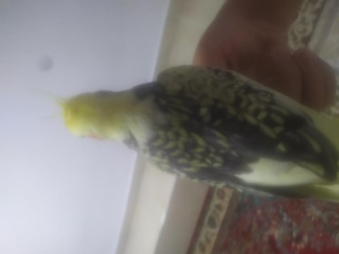 Evcil sultan papağanı açıklamayı okuyun!!!!