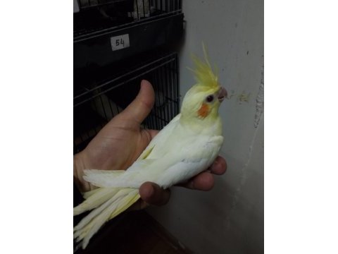Yeme düşen lutino sultan papağanı yavrular