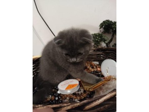 21 şubat 2024 doğumlu safkan scottish fold yavrumuz