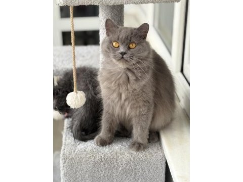 Ücretsiz british longhair kedisi