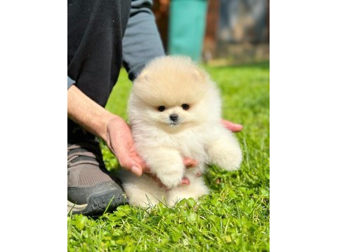 Pomeranian mini boy