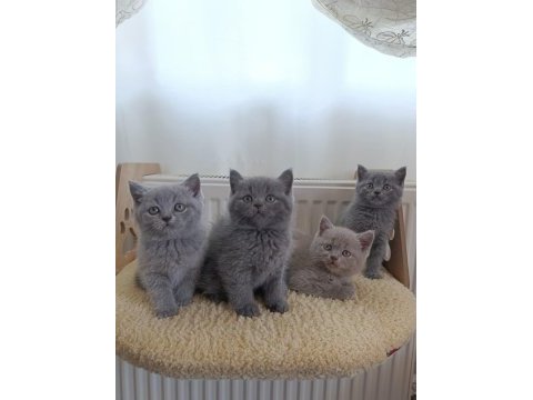British shorthair yavrularımız