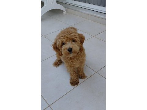 6 aylık erkek maltipoo aşıları tam