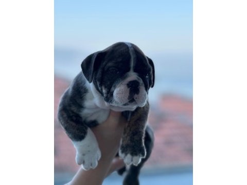 A kalite ingiliz bulldog bebek