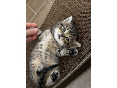 British shorthair yavrular