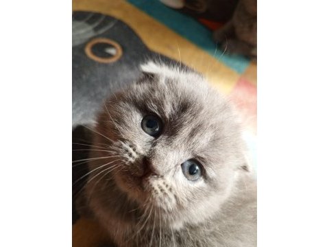 Top kafa ayı  surat  lilac scottish fold yavrum